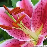 FLEURISTE LIBOURNE AUX PHYSALIS